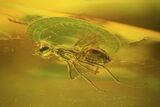 Fossil Ant (Formicidae) & Fly (Diptera) In Baltic Amber #72228-3